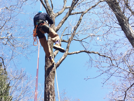 アーボリストとは