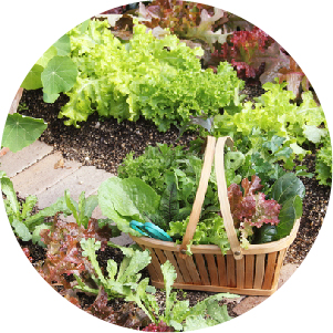 キッチンガーデンの画像