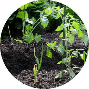 コンパニオンプランツの画像