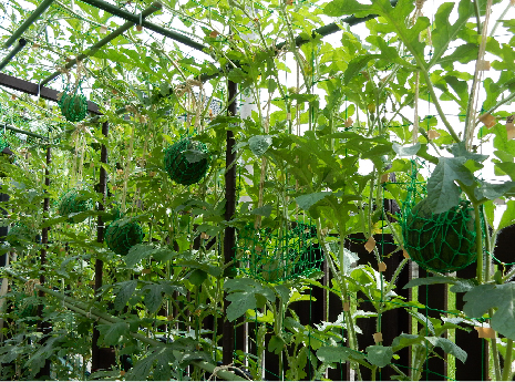 空中栽培の画像